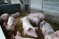 /album/fermelagrandefontaine/photos-ferme-grande-fontaine-006-jpg/